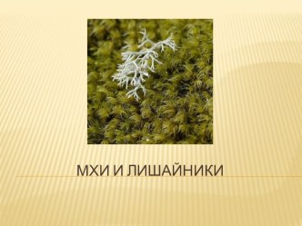 мхи и лишайники