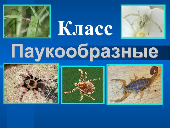 ПаукообразныеКласс