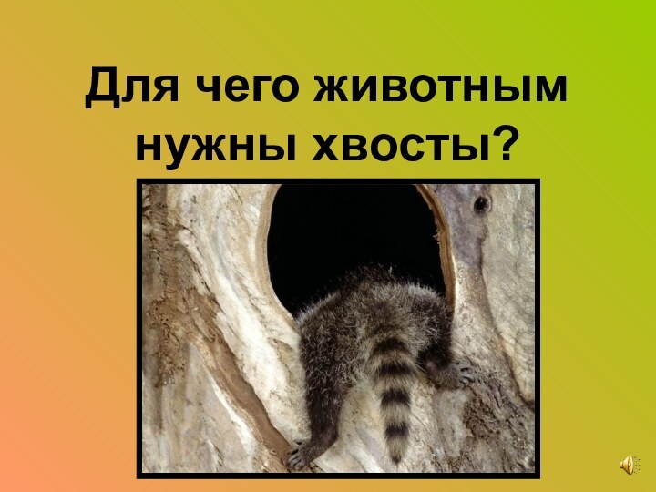 Для чего животным нужны хвосты?