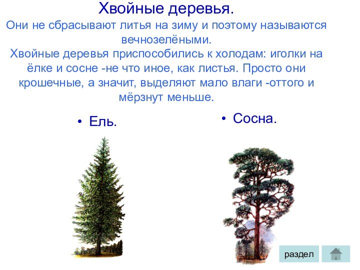 Хвойные деревья. Они не сбрасывают литья на зиму и поэтому называются вечнозелёными.