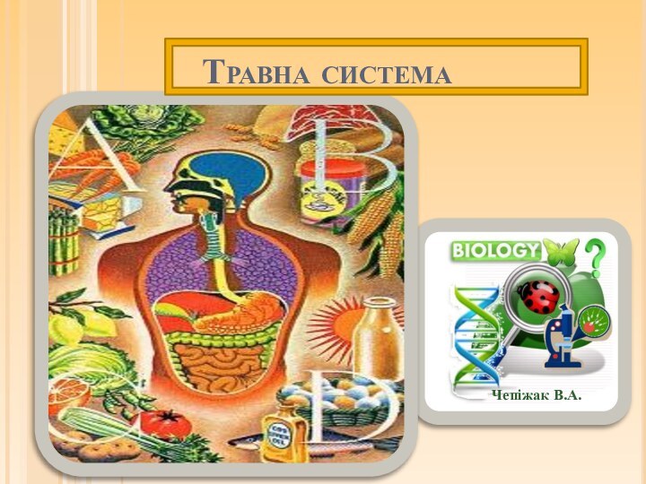 Травна системаЧепіжак В.А.