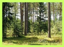 Лес – природное сообщество