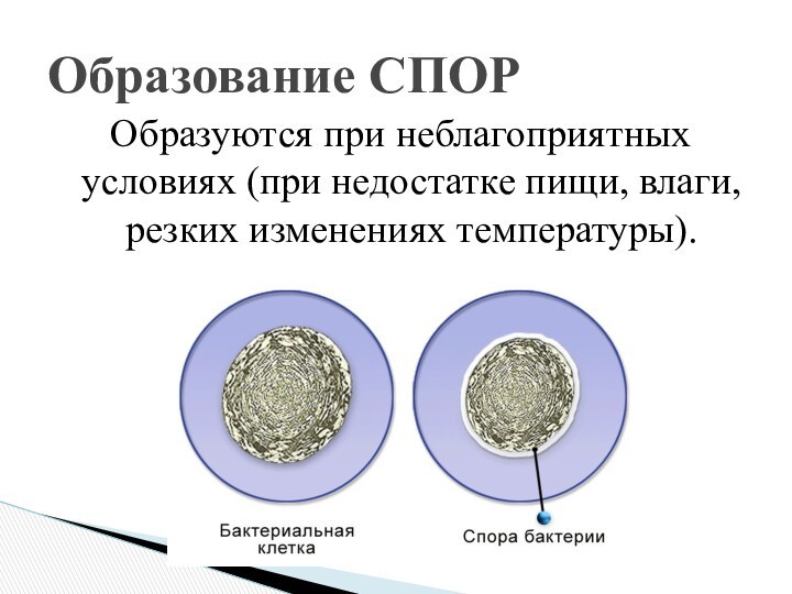 Образуются при неблагоприятных условиях (при недостатке пищи, влаги, резких изменениях температуры).Образование СПОР