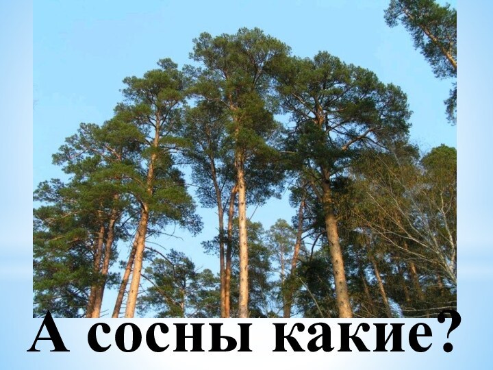 А сосны какие?