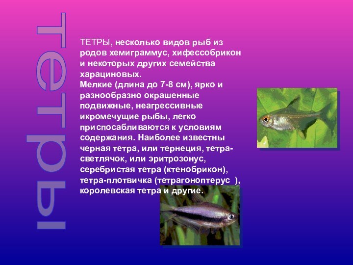 тетрыТЕТРЫ, несколько видов рыб из родов хемиграммус, хифессобрикон и некоторых других семейства