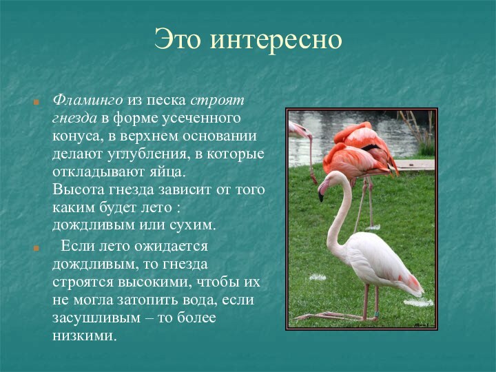 Это интересноФламинго из песка строят гнезда в форме усеченного конуса, в верхнем