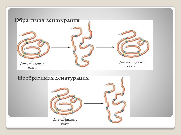 Обратимая денатурацияДисульфидныесвязиДисульфидныесвязиНеобратимая денатурацияДисульфидныесвязи