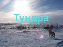 Тундра