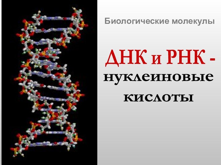 Биологические молекулы