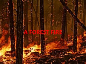 A FOREST FIRE