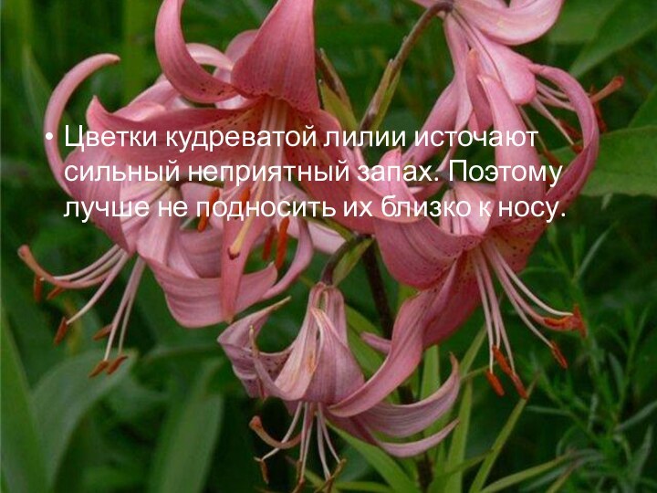 Цветки кудреватой лилии источают сильный неприятный запах. Поэтому лучше не подносить их близко к носу.