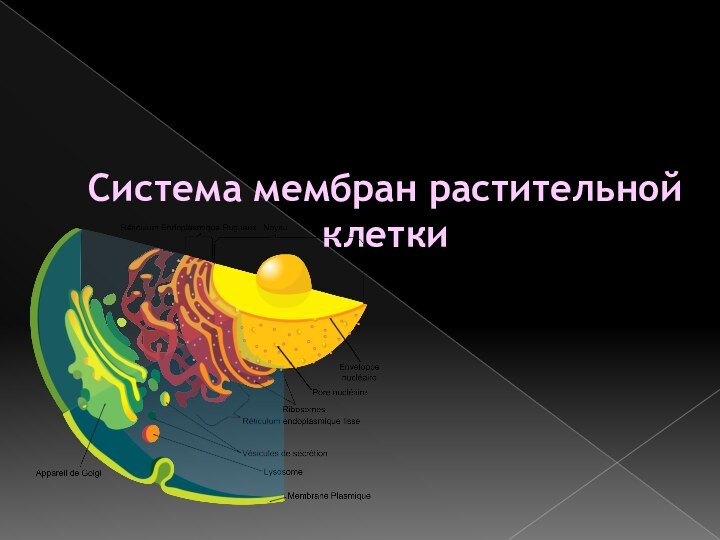 Система мембран растительной клетки