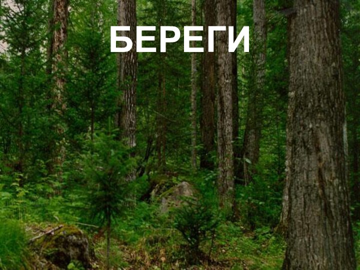 БЕРЕГИ