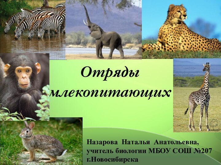 Отряды млекопитающихНазарова Наталья Анатольевна, учитель биологии МБОУ СОШ №207 г.Новосибирска