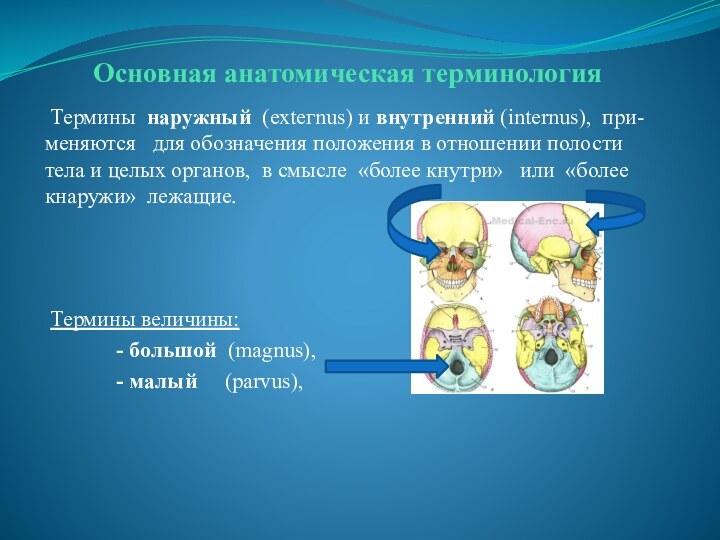 Основная анатомическая терминология Термины  наружный  (ехteгnus) и внутренний (internus), при-меняются  для