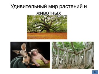 Удивительный мир растений и животных