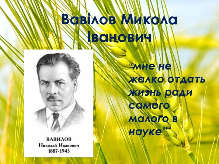 Вавілов Микола  Іванович“мне не жалко отдать жизнь ради самого малого в науке”