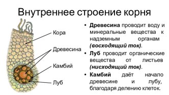 Внутреннее строение корня