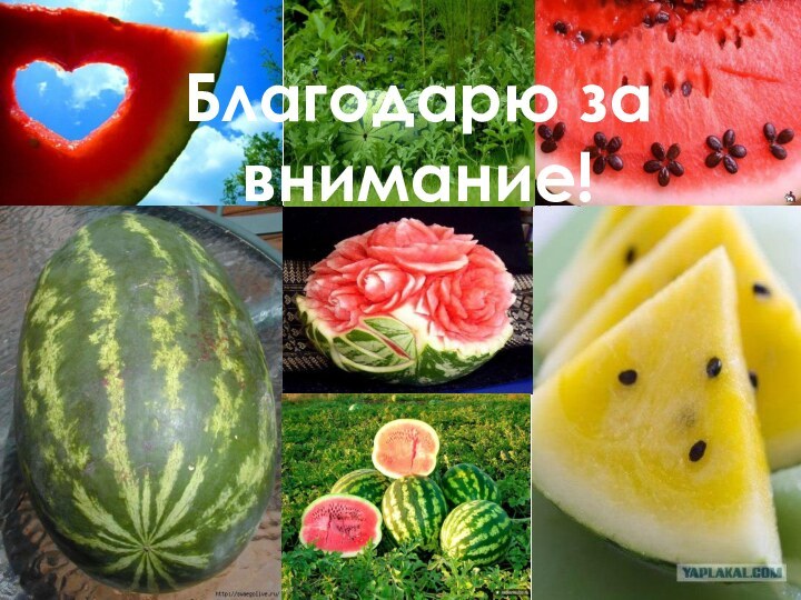 Благодарю за внимание!