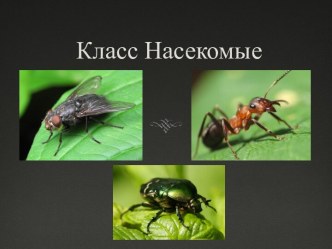 Класс Насекомые