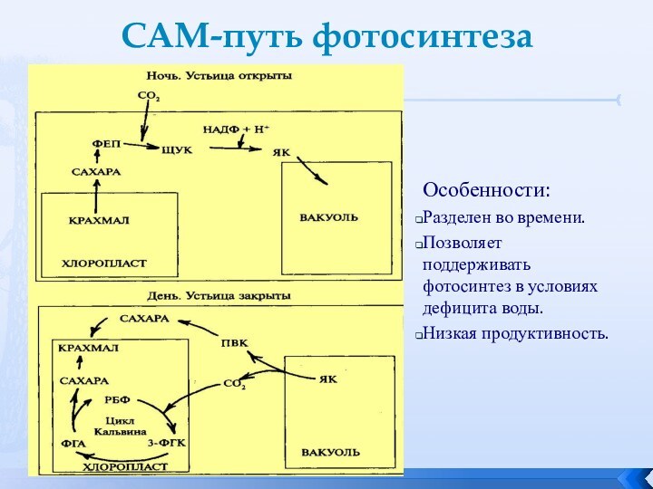 САМ-путь фотосинтезаОсобенности: Разделен во времени. Позволяет поддерживать фотосинтез в условиях дефицита воды. Низкая продуктивность.