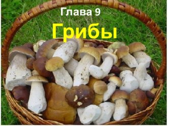 Группы грибов