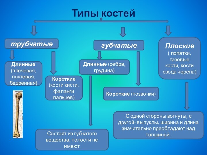 Типы костейтрубчатыегубчатыеПлоские( лопатки, тазовые кости, кости свода черепа)Длинные (плечевая, локтевая, бедренная)Короткие (кости