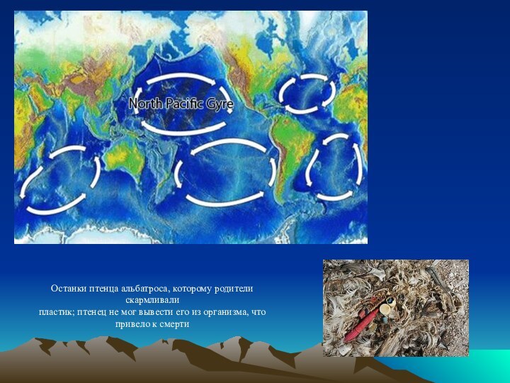Останки птенца альбатроса, которому родители скармливали пластик; птенец не мог вывести его