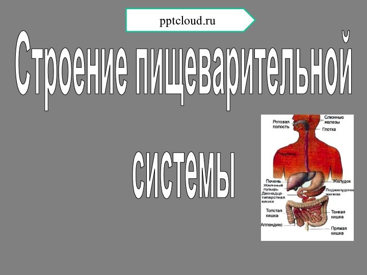 Строение пищеварительнойсистемы