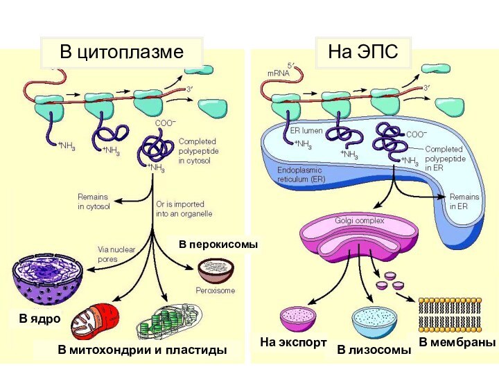 Место синтеза белка зависит от назначения