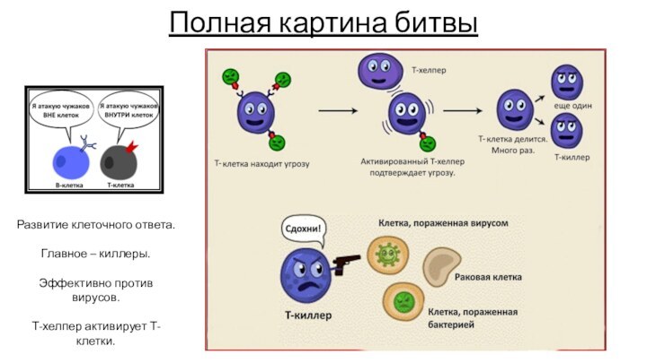 Полная картина битвыРазвитие клеточного ответа.Главное – киллеры.Эффективно против вирусов.Т-хелпер активирует Т-клетки.