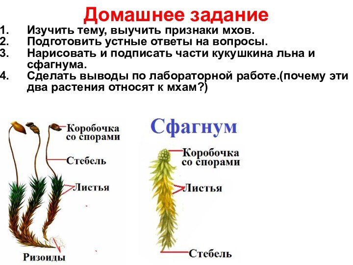 Отдел моховидные параграф 6