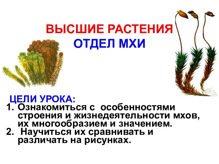 ВЫСШИЕ РАСТЕНИЯ ОТДЕЛ МХИ   ЦЕЛИ УРОКА:Ознакомиться с особенностями строения и