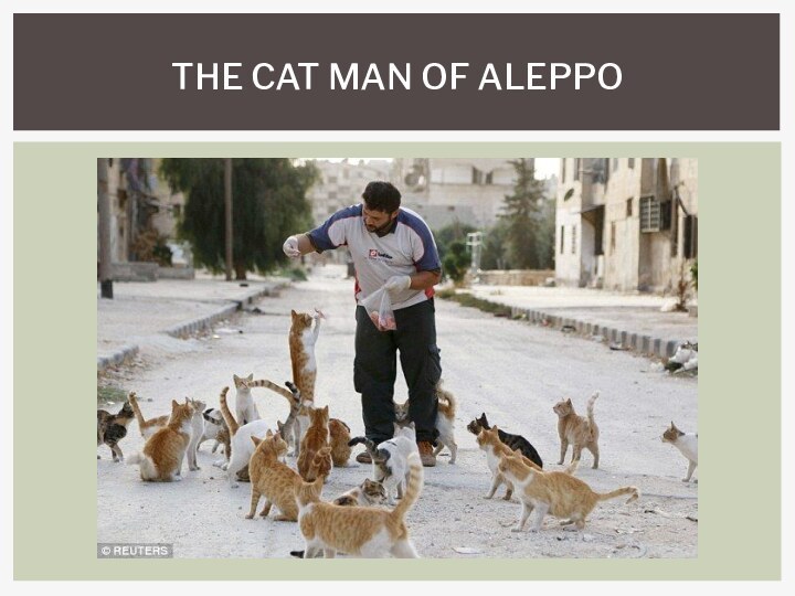 The cat man of aleppo