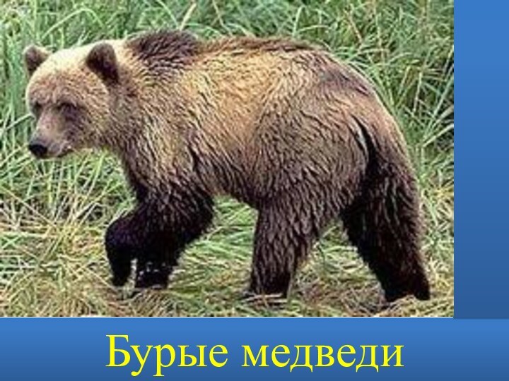 Бурые медведи