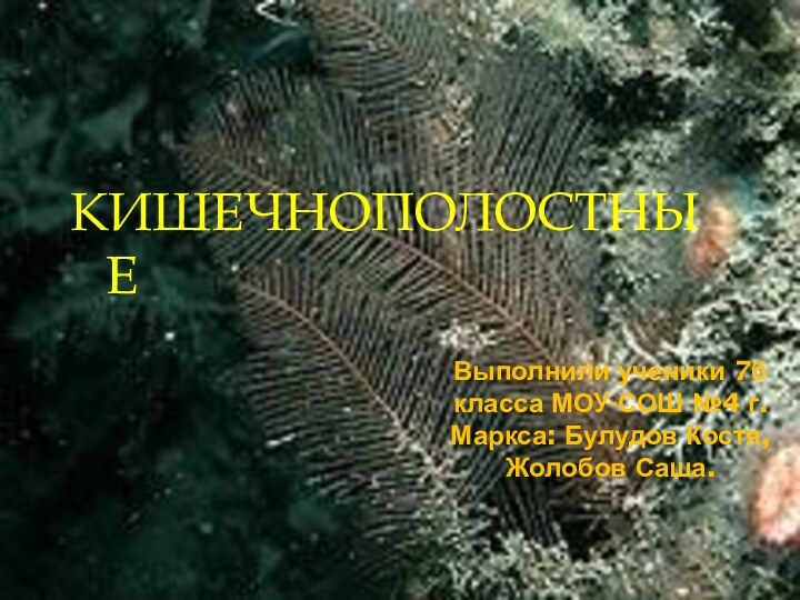 Выполнили ученики 7б класса МОУ-СОШ №4 г.Маркса: Булудов Костя, Жолобов Саша.КИШЕЧНОПОЛОСТНЫЕ