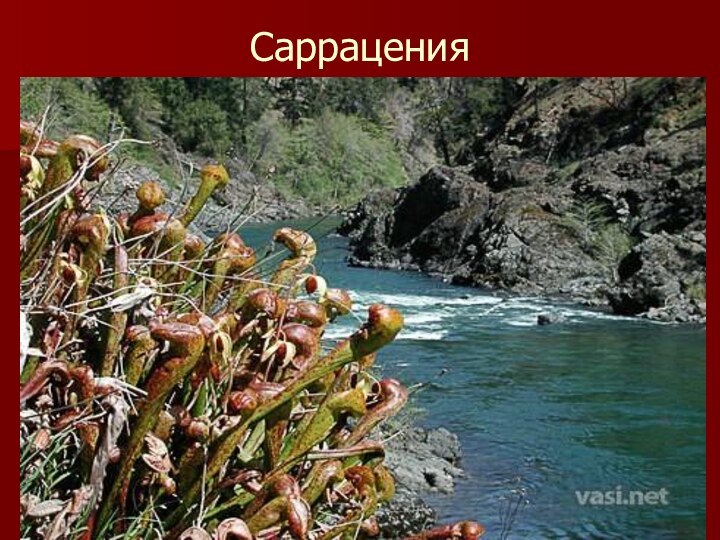 Саррацения