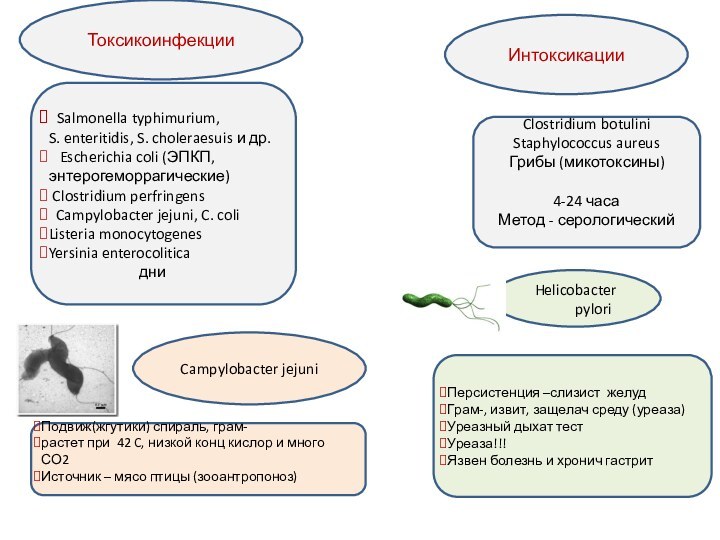 Токсикоинфекции  Salmonella typhimurium,