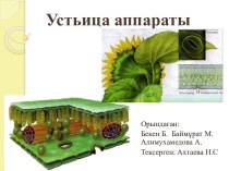 Устьица аппараты