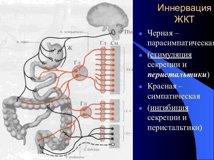 Иннервация ЖКТЧерная – парасимпатическая(стимуляция секреции и перистальтики)Красная – симпатическая(ингибиция секреции и перистальтики)