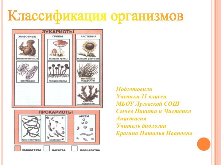 Классификация организмовПодготовили Ученики 11 класса МБОУ Луговской СОШ Сычев Никита и Чистенко