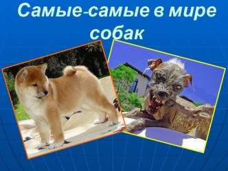 Самые - самые в мире собак