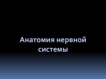 Анатомия нервной системы