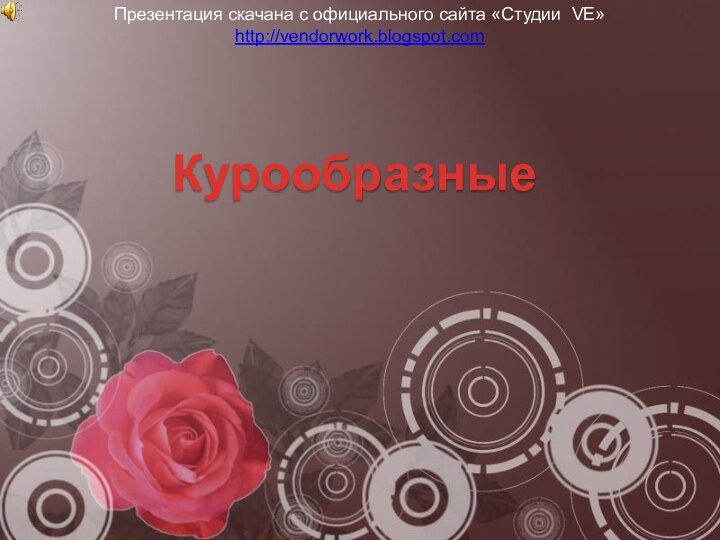 КурообразныеПрезентация скачана с официального сайта «Студии VE»http://vendorwork.blogspot.com