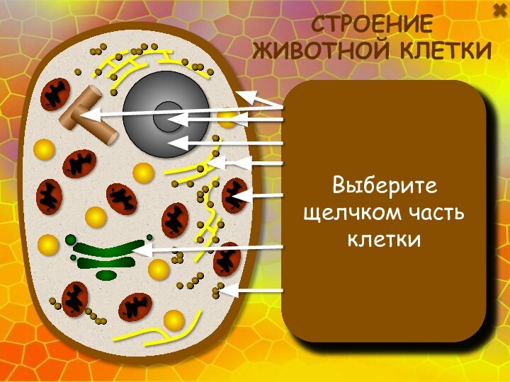 Клеточная мембрана находится под клеточной стенкой.Функции:ограничивает содержимое клетки;защищает клетку;регулирует обмен веществами с