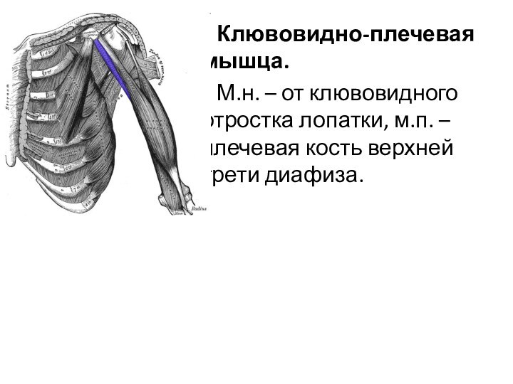Клювовидно-плечевая мышца.М.н. – от клювовидного отростка лопатки, м.п. – плечевая кость верхней трети диафиза.