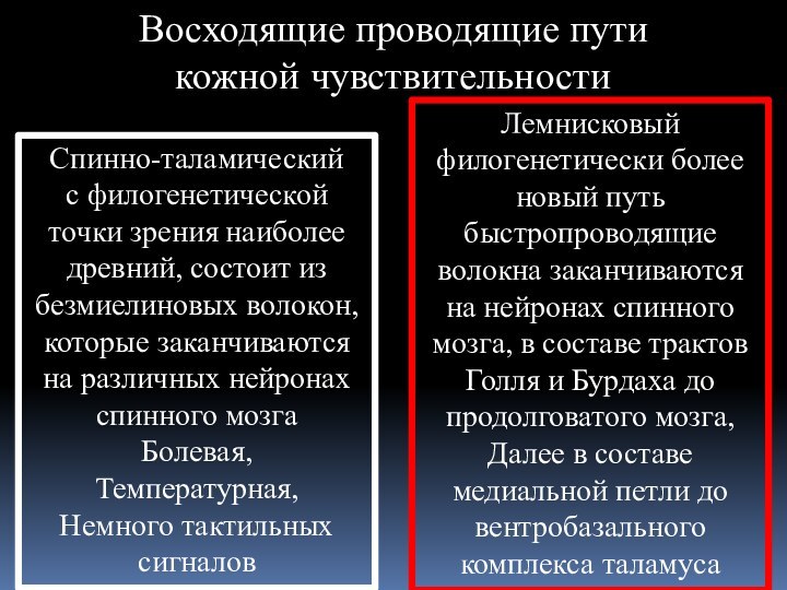 Восходящие проводящие пути кожной чувствительностиСпинно-таламический   с филогенетической точки зрения наиболее