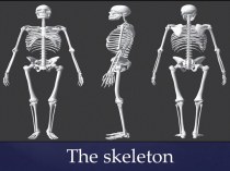 The skeleton