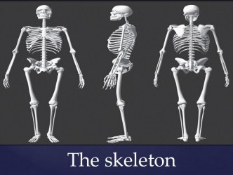 The skeleton