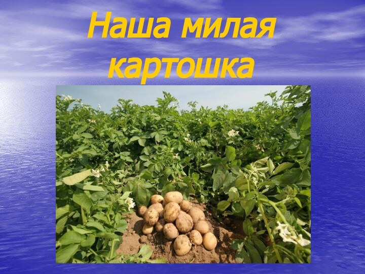 Наша милая картошка